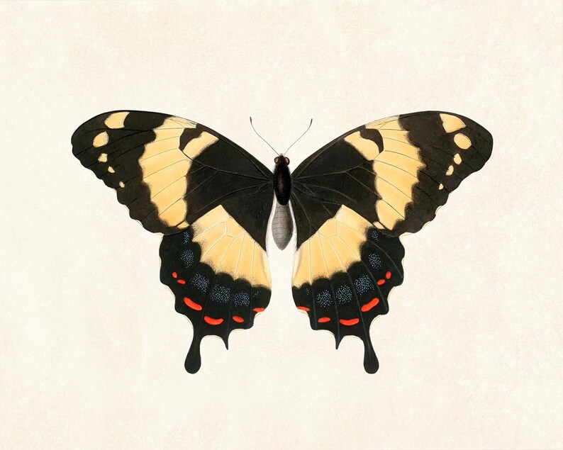 May include: A detailed illustration of a butterfly with open wings. The butterfly features black and yellow patterns with red accents on the lower wings. The background is a light beige color.