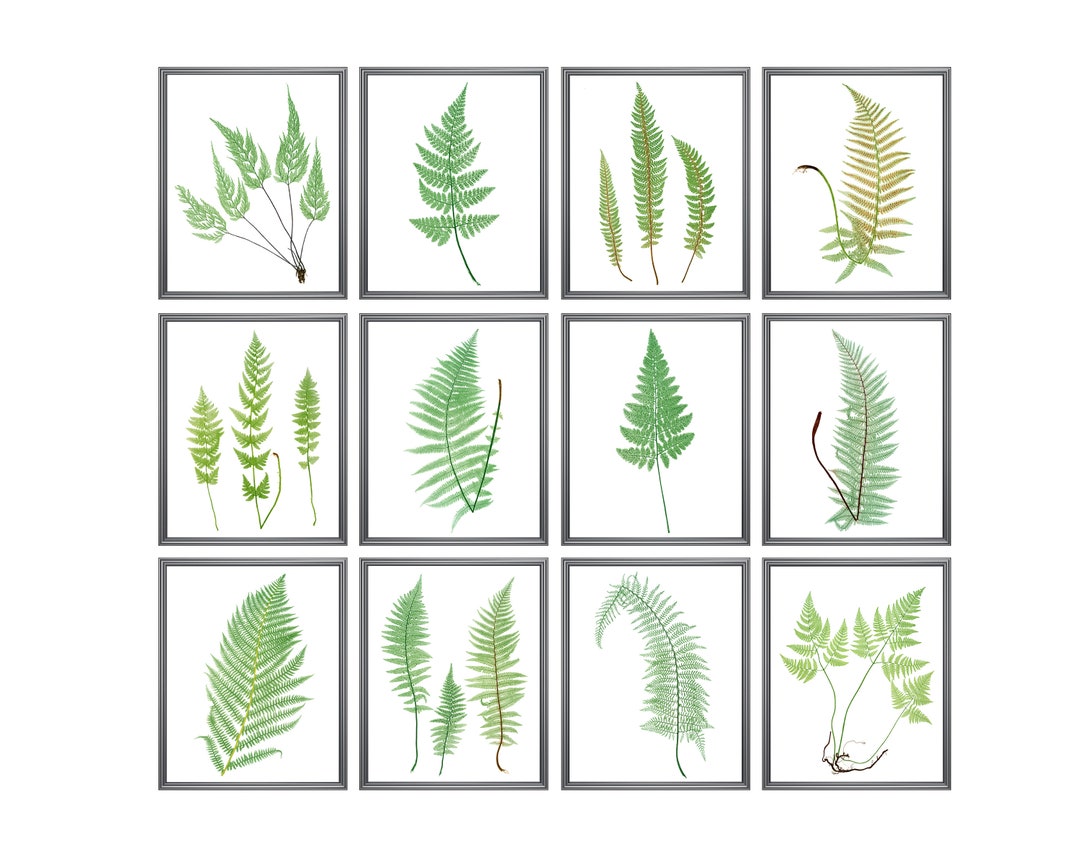 Fern Printables, Set of 12 Ferns, Vintage Nature Illustrations ...