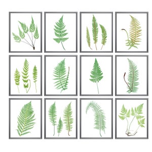Fern Printables, Set of 12 Ferns, Vintage Nature Illustrations ...