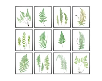 Fern Printables, Set of 12 Ferns, Vintage Nature Illustrations, Botanical Wall Art Prints INSTANT DOWNLOAD