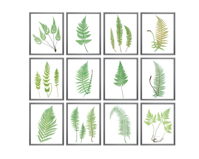 Fern Printables Set of 12 Ferns Vintage Nature - Etsy