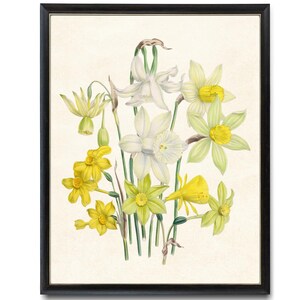 Garden Narcissus Digital Print, Vintage Botanical Flower Illustration, Daffodils Printable Wall Art INSTANT DOWNLOAD
