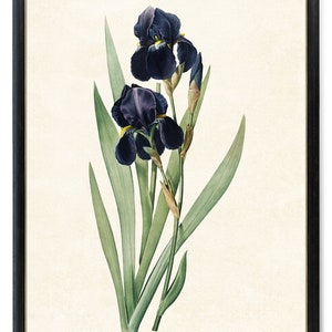 Printable Dark Blue Iris, Antique Flower Illustration, Minimal Decor Art Print INSTANT DOWNLOAD