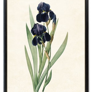 Print Up To 24x30 Inches Printable Dark Blue Iris, Antique Flower Illustration, Minimal Decor Art Print INSTANT DOWNLOAD