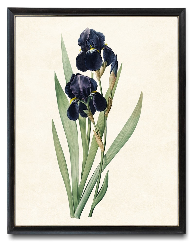 Printable Dark Blue Iris Antique Flower Illustration Minimal - Etsy