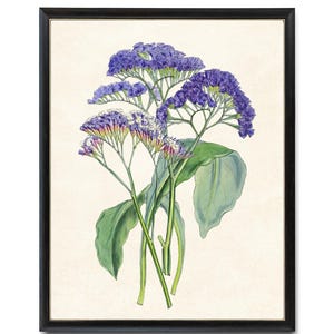 Purple Statice Flowers Digital Art Print, Vintage Flower Illustration, Wall Art Botanical Print INSTANT DOWNLOAD