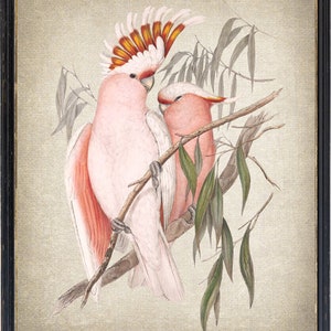 Pink Cockatoo Birds Printable, Vintage Illustration, Tropical Bird Decor, Wall Art Print INSTANT DOWNLOAD