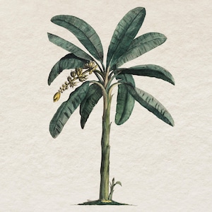 Bananenpflanze Clipart digitaler Download, antike botanische Palme Illustration, kommerzielle Nutzung, transparenten Hintergrund PNG Datei