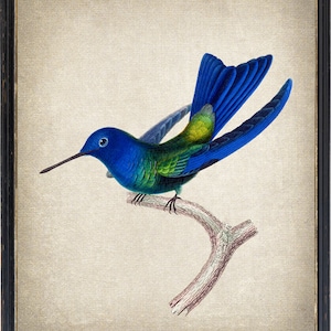 Blue Hummingbird Printable Art, Vintage Bird Illustration, Natural History Hummingbird Wall Art Print INSTANT DOWNLOAD