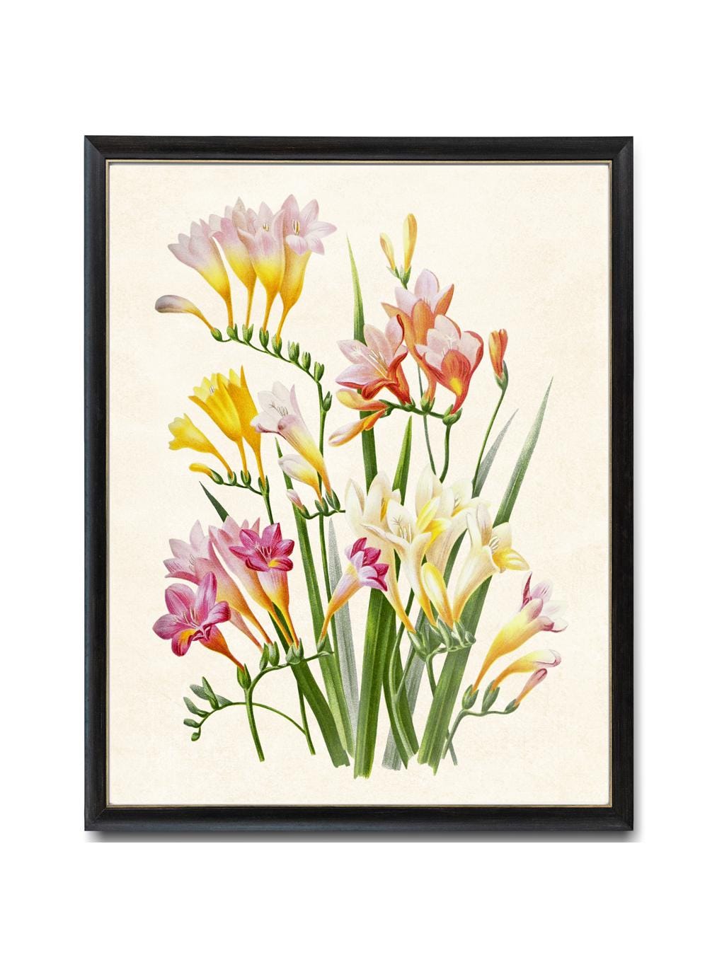 Multi Colored Freesia Flowers Digital Print, Vintage Flower