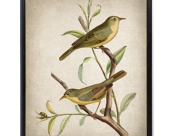 Arte vintage de currucas, impresión digital, ilustración antigua, arte mural de aves imprimible, descarga instantánea
