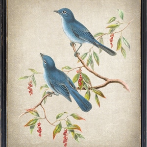 Bird and Botanical Art Print, Blue Flycatcher Birds Vintage Illustration, Instant Printable Wall Art, Digital Download