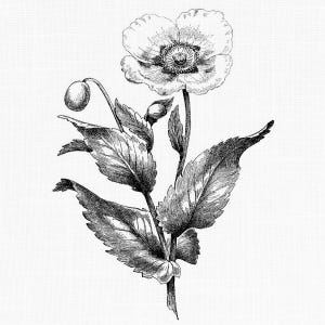 Image clipart fleur de pavot, Illustration vintage, graphique botanique imprimable, clipart à usage commercial, fichier Image PNG transparent