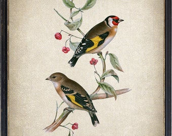 Vintage Bird Art Printable, 'European Goldfinch' Birds Illustration, Bird and Botanical Wall Art Print INSTANT DOWNLOAD