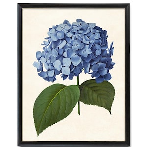 Blue Hydrangea Printable, Vintage Illustration, Flower Wall Art Print INSTANT DOWNLOAD