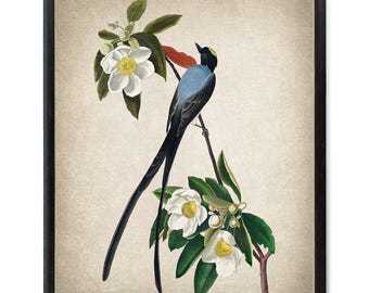 Vintage Art Bird and Botanical Print, Fork-tailed Flycatcher Audubon Bird Illustration, Instant Download Printable