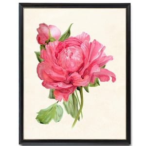 Pink Flower Digital Download, Peony &#39;Reine Elizabeth&#39; Vintage Illustration, Printable Botanical Wall Art