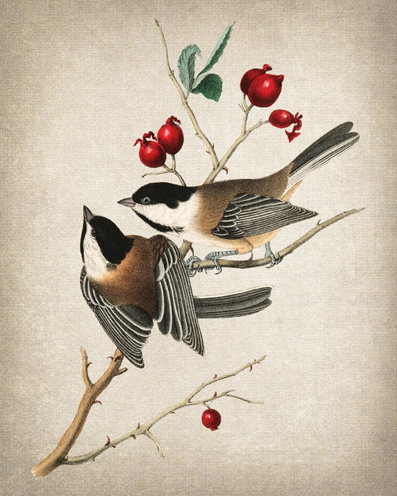 Free Shipping! Trademark Fine Art Audubon Bird and Botanical
