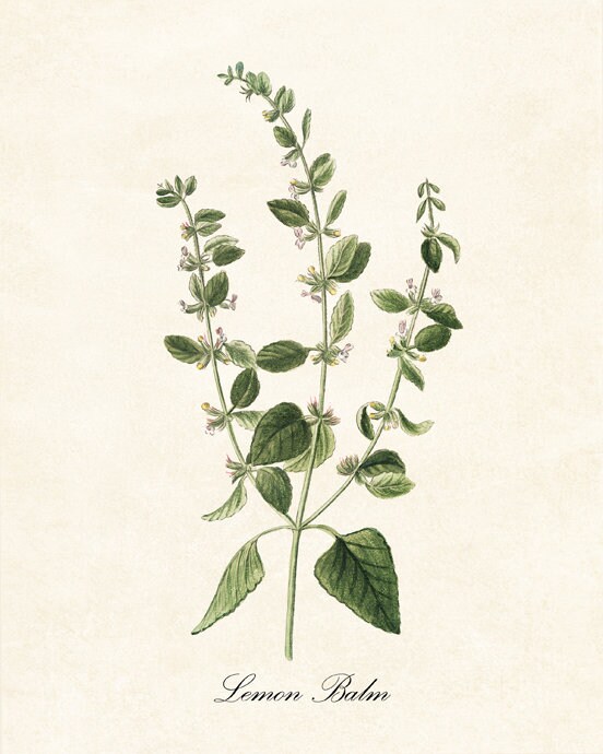 Kitchen Herbs Printables Set of 16 Vintage Culinary Herb - Etsy