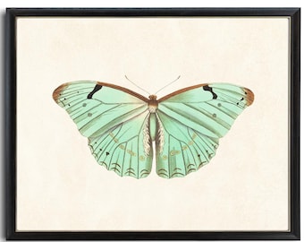 Mint Green Butterfly Printable Art, Vintage Insect Illustration, Natural History, Minimal Wall Art Decor INSTANT DOWNLOAD