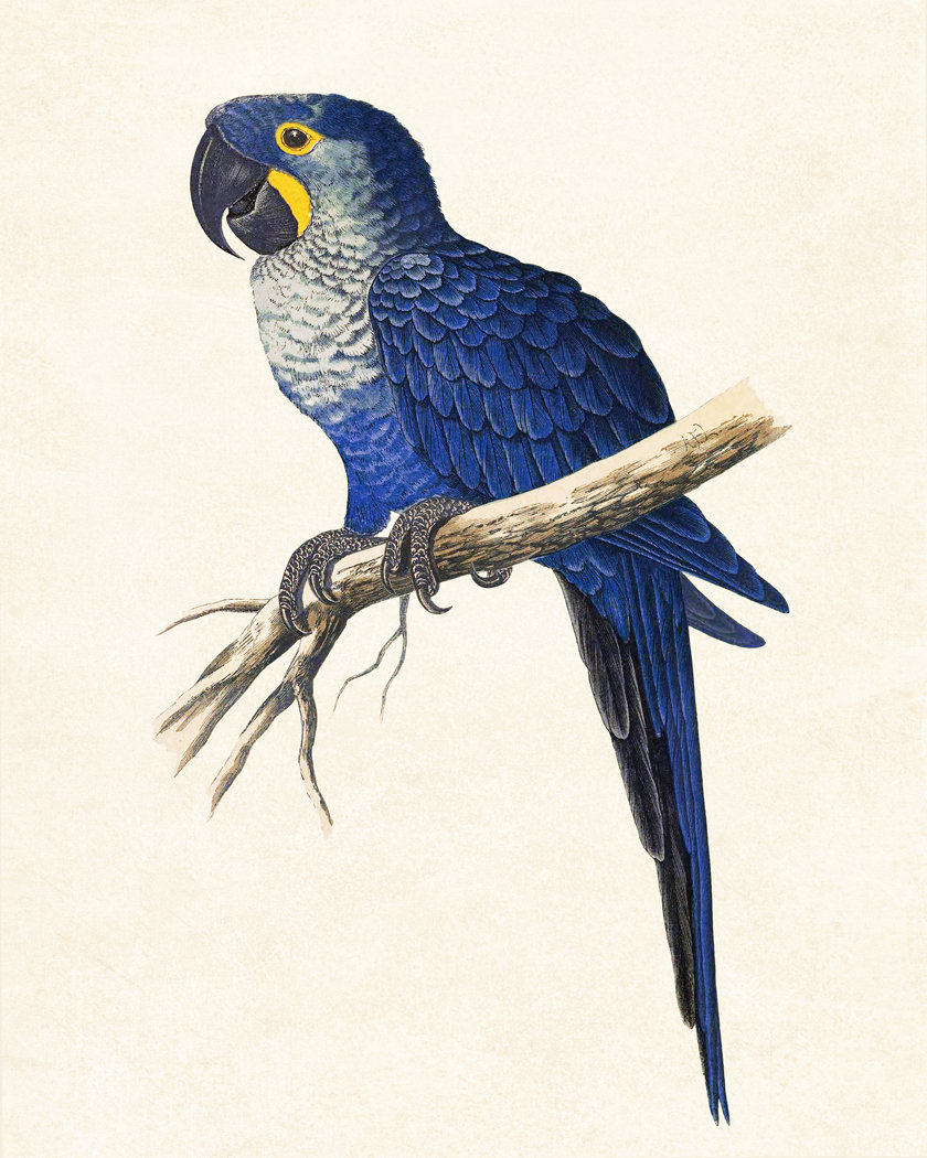 コンゴウインコ　絵画 楽天市場】カラフルオウム プンゴセカンスタイル 52X42