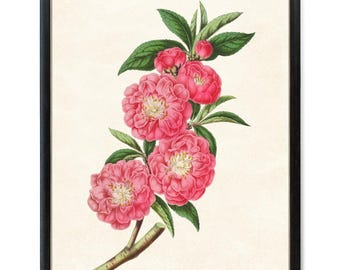 Stampa digitale botanica di pesco con fiori di rosa, illustrazione vintage, fiori di pesco, arte murale stampabile DOWNLOAD IMMEDIATO