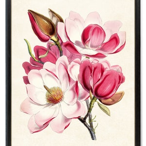 Wydruk do 24x30 cali, wydruk z różowymi magnoliami, pobieranie cyfrowe, ilustracja botaniczna w stylu vintage, grafika ścienna z kwiatem magnolii do druku