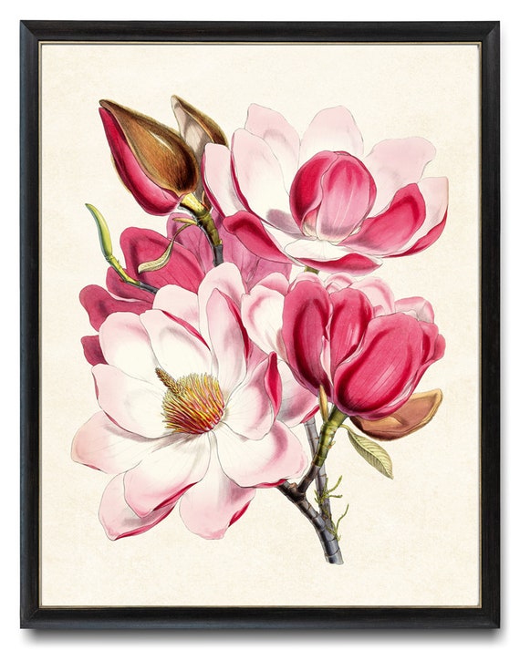 Magnolia Flower I Art Print – Frankie B Design