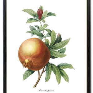 Puede incluir: Una ilustración botánica de una fruta de granada con hojas verdes y un solo capullo rojo. La fruta es marrón y amarilla con una superficie texturizada. El texto "Grenadier punica" está escrito debajo de la fruta.