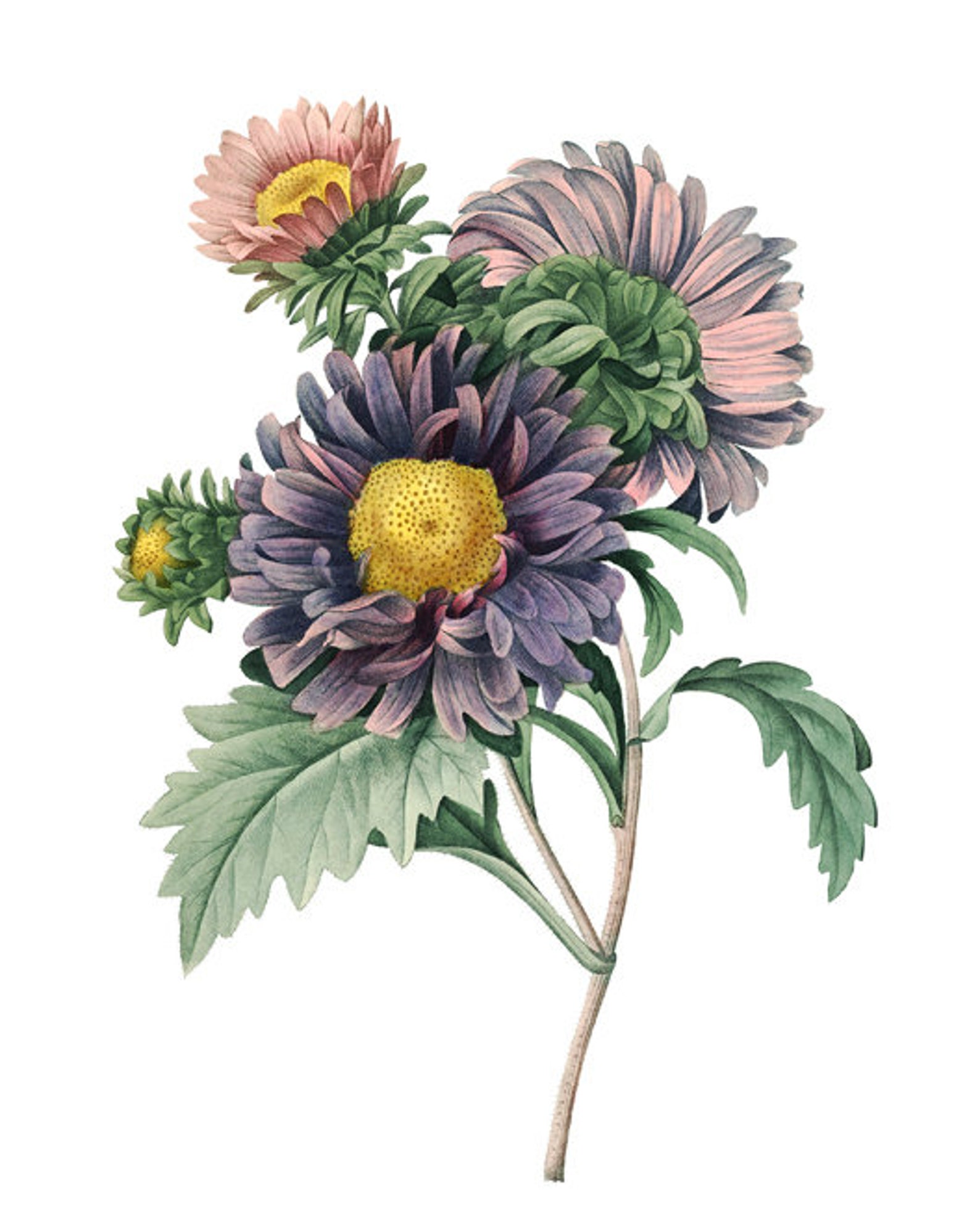 Purple Flower Prints Vintage Illustrations Botanical Wall Etsy