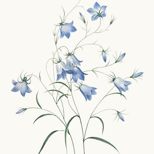 Bluebell bloemen clipart, P.J. Redoute vintage bloem illustratie, commercieel gebruik, transparante achtergrond PNG-bestand AFDRUKBAAR