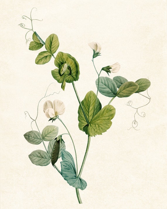 Digital Download 8x10 Art Print / Common Garden Pea Plant Vintage Botanical  Illustration - Etsy
