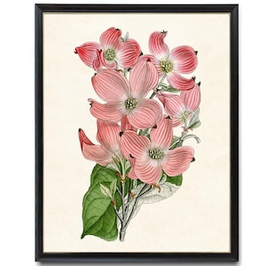 Flowering Pink Dogwood Print, &#39;Cornus Florida&#39; Vintage Illustration, Botanical Wall Art Print Instant Digital Download