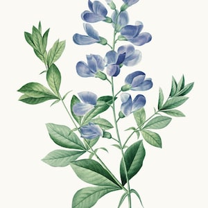 Blauwe wilde indigobloemen clipart, P.J. Redoute vintage bloem illustratie, commercieel gebruik, transparante achtergrond PNG-bestand AFDRUKBAAR