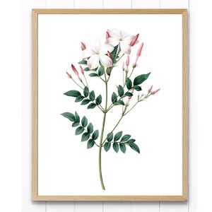Botanical Print, Spanish Jasmine Vintage Flower Illustration, Printable Digital Wall Art, INSTANT DOWNLOAD