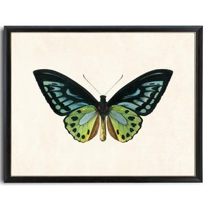 Green Birdwing Butterfly Printable Art, Vintage Insect Illustration, Natural History, Minimal Wall Art Decor INSTANT DOWNLOAD image 1