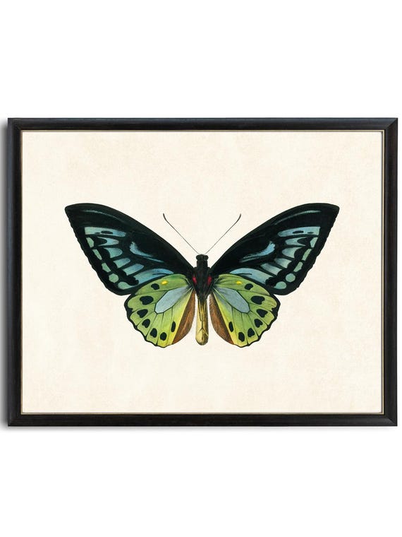 Green Birdwing Butterfly Printable Art, Vintage Insect Illustration, Natural History, Minimal Wall Art Decor INSTANT DOWNLOAD