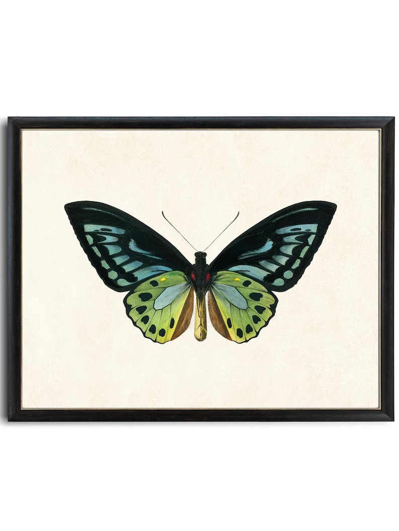 Green Birdwing Butterfly Printable Art, Vintage Insect Illustration, Natural History, Minimal Wall Art Decor INSTANT DOWNLOAD image 1