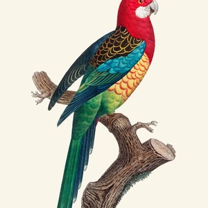 May include: A red, green, blue, and yellow parrot perched on a branch. The parrot has a red head and a long tail.
