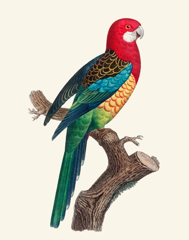 May include: A red, green, blue, and yellow parrot perched on a branch. The parrot has a red head and a long tail.