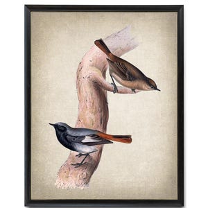 鳥のプリント、クロジョウビタキのアンティークイラスト、自然史の鳥、インスタントウォールアートプリント、デジタルダウンロード