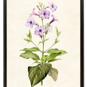 Print Up To 24x30 Inches Purple Flowers Printable, &#39;Wild Petunia&#39; Vintage Flower Illustration, Botanical Wall Art Print INSTANT DOWNLOAD