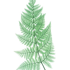 Fern Printable Set of 10, Vintage Illustrations, 5x7 Print Set Ferns ...
