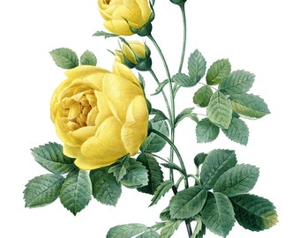 絵画 yellow roses by del gish yellow roses by del gish
