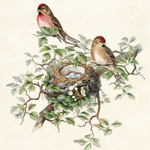 Fågel- och botanisk vintagekonst, illustration av gråsiska fåglar, fågelbo och ägg naturhistoria, digitalt tryck av direkt väggkonst för nedladdning bild 5