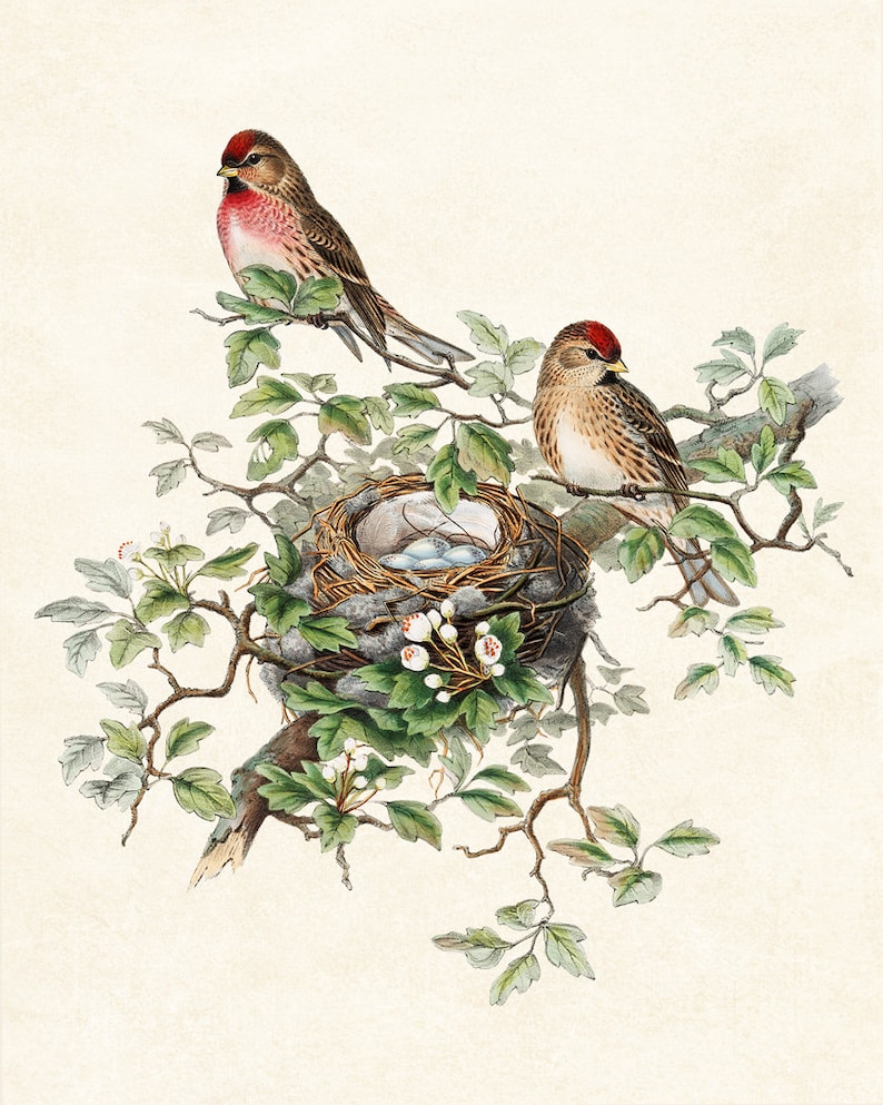 Fågel- och botanisk vintagekonst, illustration av gråsiska fåglar, fågelbo och ägg naturhistoria, digitalt tryck av direkt väggkonst för nedladdning bild 5
