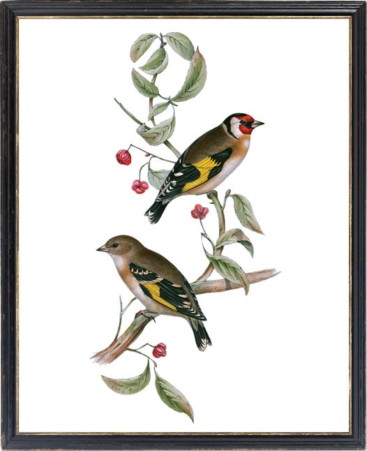 Vintage Bird Art Printable, 'european Goldfinch' Birds