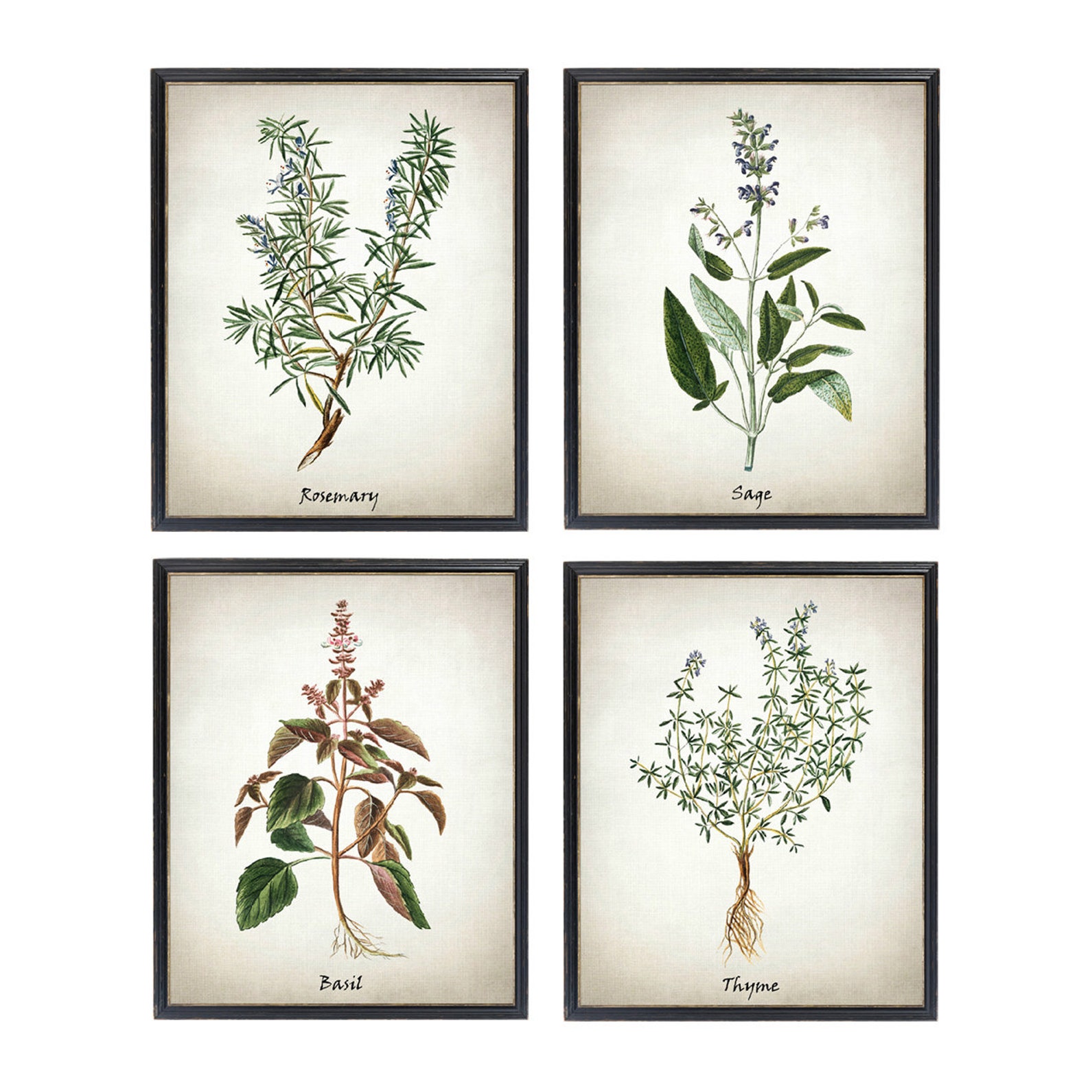 Herb Printable Set of 12 Vintage Herbal Illustrations - Etsy