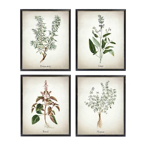 May include: Set of four botanical prints featuring illustrations of rosemary, sage, basil, and thyme. Each print is framed in black and features a white background with the name of the herb printed below the illustration.