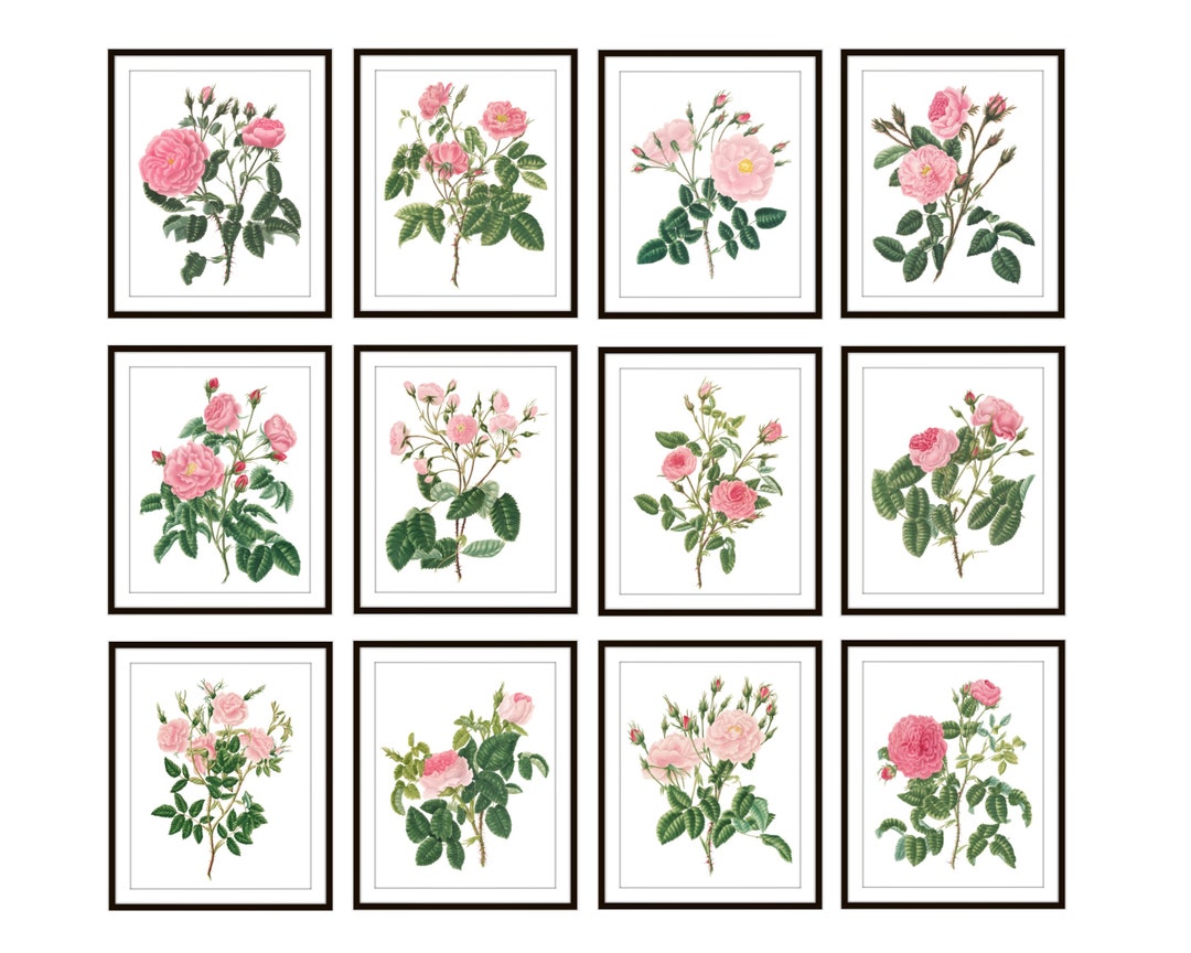 Pink Roses Prinatable Pink Roses Set of 12 Printables, Antique Flower Illustrations, Rose ...